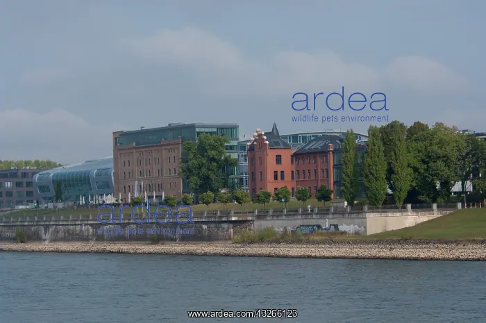 : Germany, Rhine River. Oberkassel, suburb : Germany, Rhine River. Oberkassel, suburb