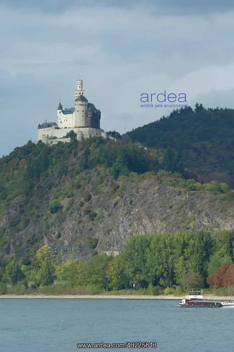 : Germany, Rhine River. View between Mainz : Germany, Rhine River. View between Mainz