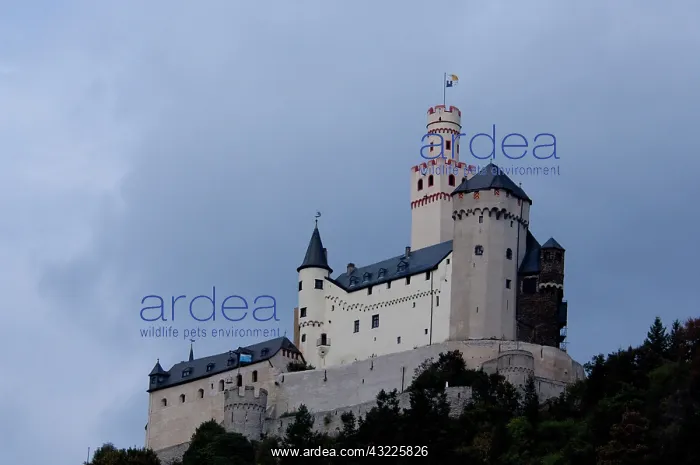 : Germany, Rhine River. View between Mainz : Germany, Rhine River. View between Mainz