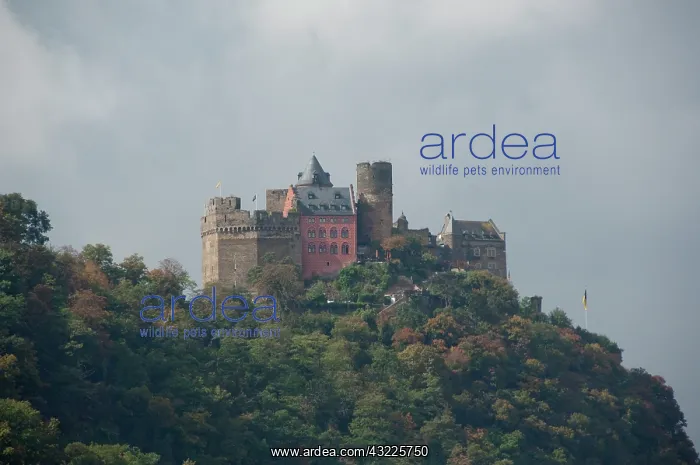 : Germany, Rhine River. View along the Rhine : Germany, Rhine River. View along the Rhine