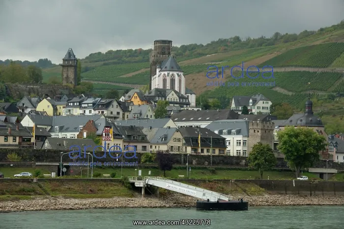 : Germany, Rhine River. View along the Rhine : Germany, Rhine River. View along the Rhine