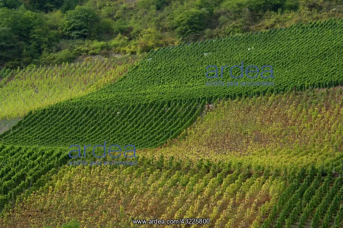 : Germany, Rhine River. View along the Rhine : Germany, Rhine River. View along the Rhine