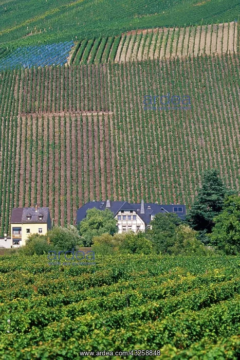 : Germany, Rhineland-Palatinate, town of Bernkastel-Kues : Germany, Rhineland-Palatinate, town of Bernkastel-Kues
