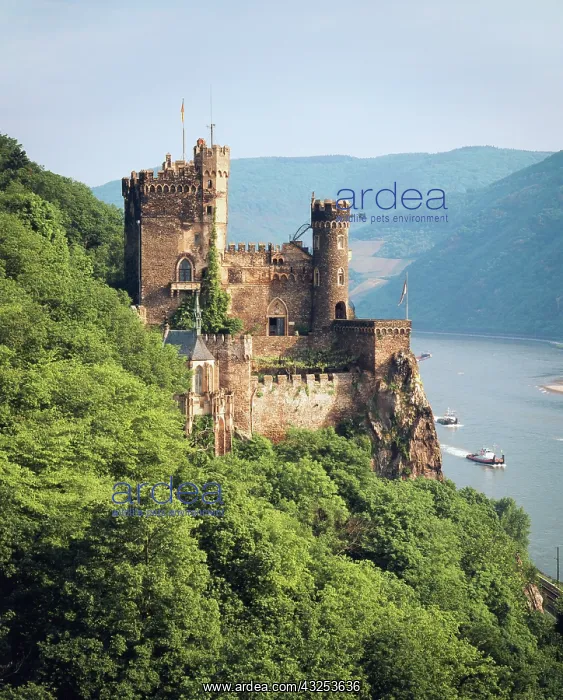 : Germany, Rhineland-Pfalz, Castle Rheinstein : Germany, Rhineland-Pfalz, Castle Rheinstein
