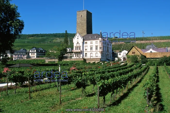 : Germany, Rudesheim, Rhine Gorge, Boosenburg : Germany, Rudesheim, Rhine Gorge, Boosenburg