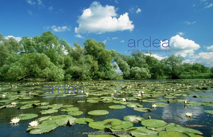 : GERMANY - Water Lily Field : GERMANY - Water Lily Field