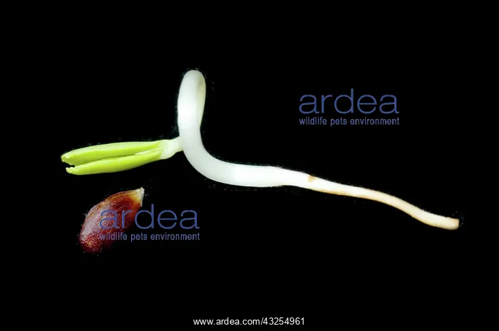  : Germinating Apple Seed