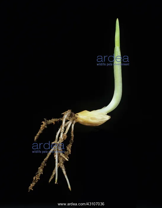 : Germinating barley seed : Germinating barley seed
