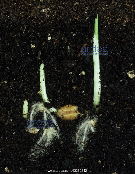 : Germinating barley seeds : Germinating barley seeds