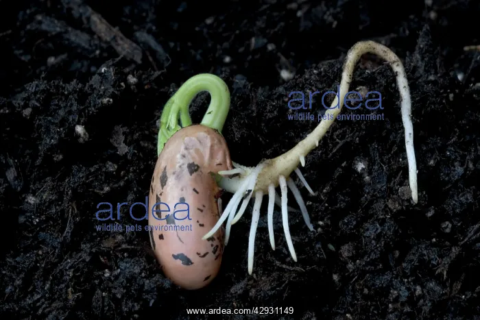 : Germinating bean seed - root showing positive geotropism : Germinating bean seed - root showing positive geotropism