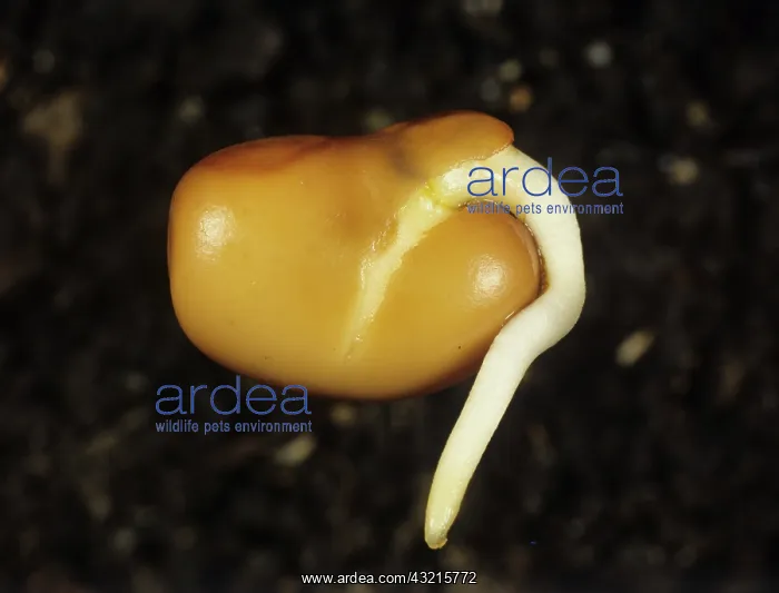 : Germinating broad bean seed : Germinating broad bean seed