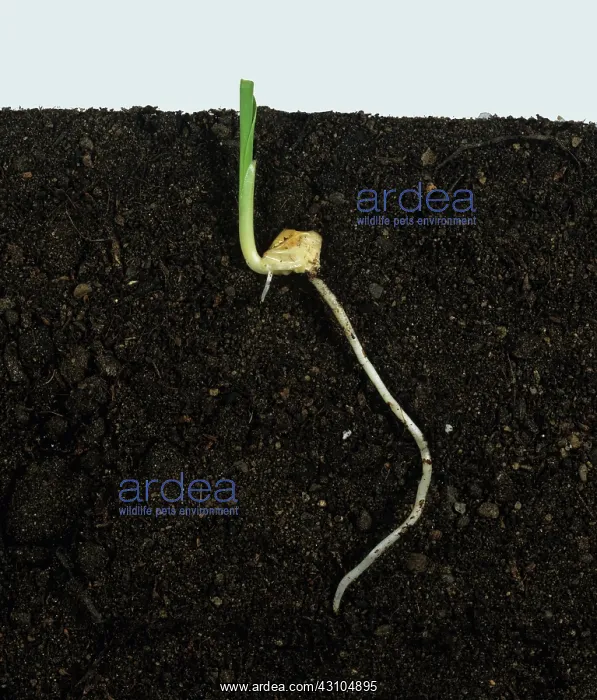 : Germinating maize seedling : Germinating maize seedling