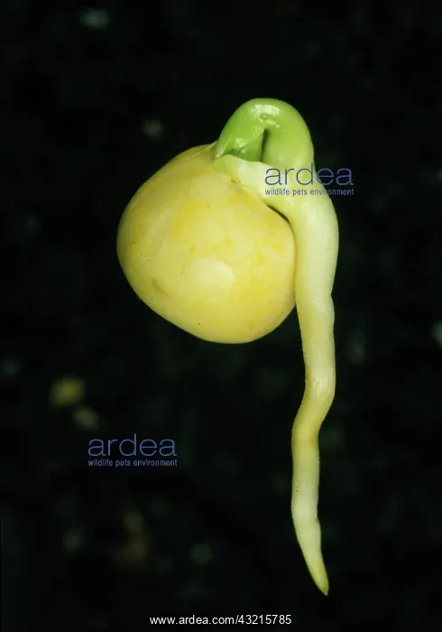 : Germinating pea seed : Germinating pea seed
