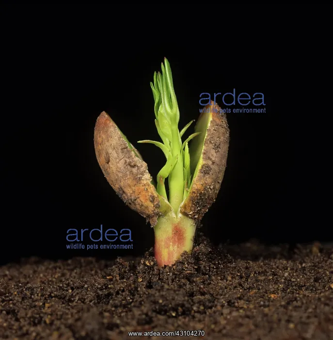 : Germinating peanut seed : Germinating peanut seed