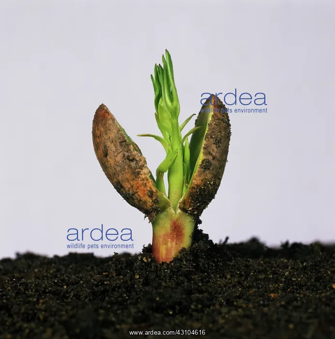 : Germinating peanut seed : Germinating peanut seed