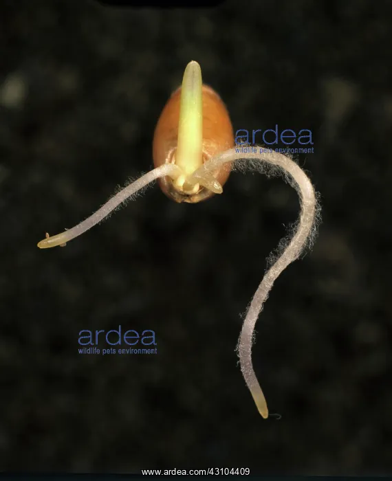 : Germinating wheat seed : Germinating wheat seed