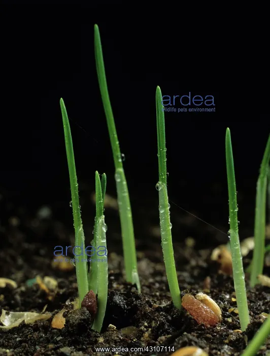 : Germinating wheat seeds : Germinating wheat seeds