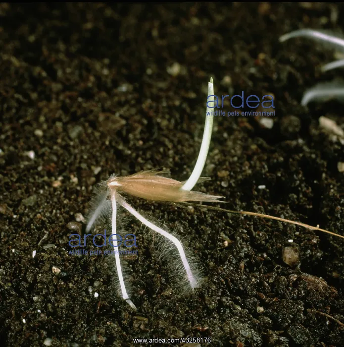 : Germinating wild oat : Germinating wild oat