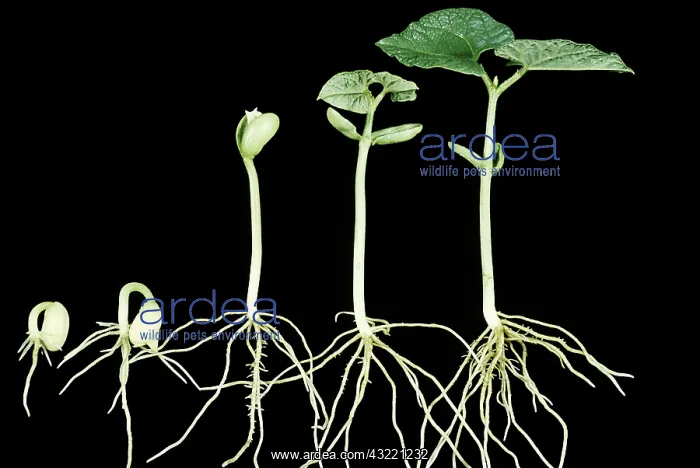 : Germination : Germination