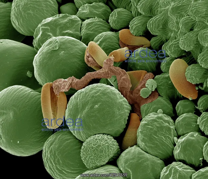: Germination showing pollen tube in Lilly : Germination showing pollen tube in Lilly