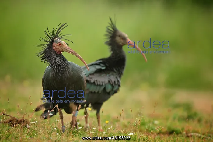 : Geronticus eremita : Geronticus eremita