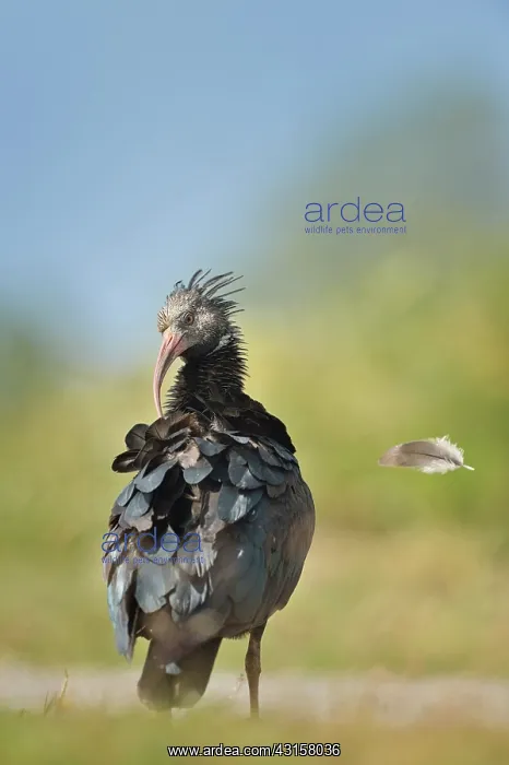 : Geronticus eremita : Geronticus eremita