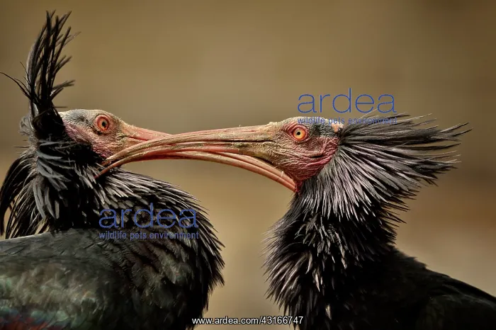 : Geronticus eremita : Geronticus eremita