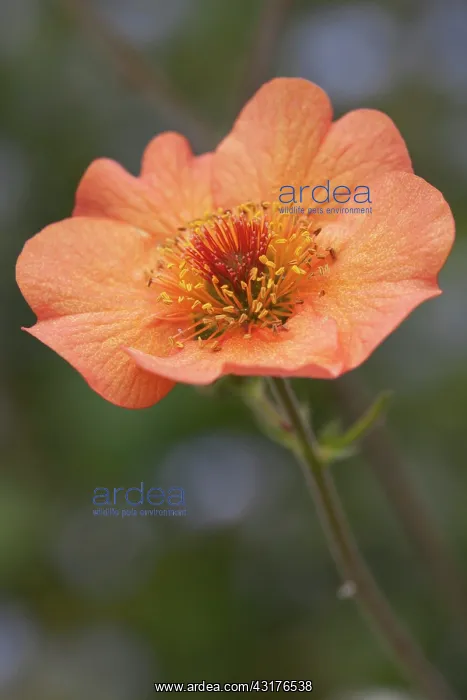 : Geum, Avens, Geum Totally tangerine, Side view : Geum, Avens, Geum Totally tangerine, Side view