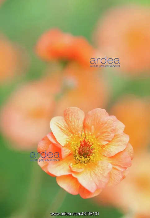 : Geum Totally tangerine, Avens, Orange, Perennial, Summer F : Geum Totally tangerine, Avens, Orange, Perennial, Summer F