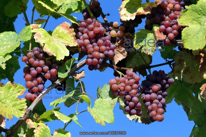 : Gewurztraminer Grape Wine Route Dambach-la-Ville : Gewurztraminer Grape Wine Route Dambach-la-Ville