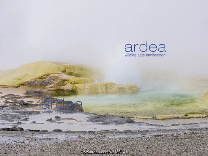 : Geyser : Geyser