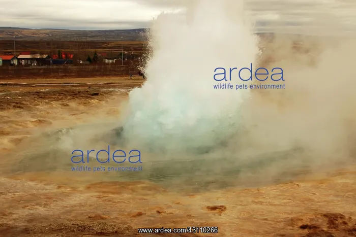 : Geyser, Iceland : Geyser, Iceland