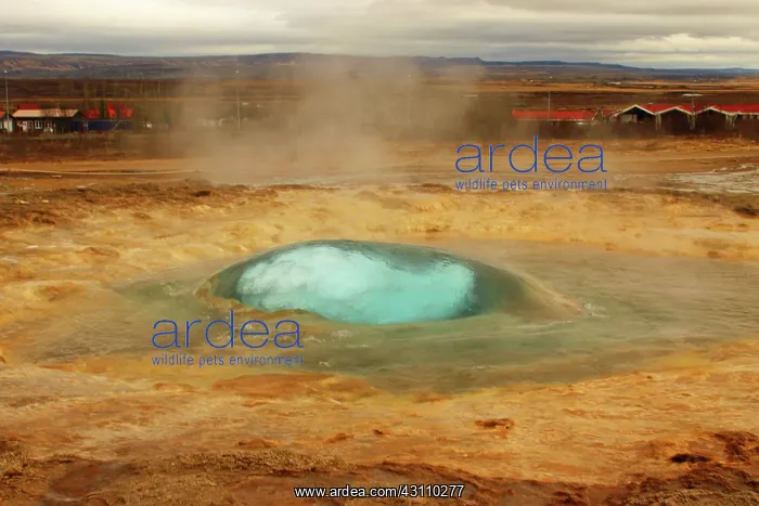 : Geyser, Iceland : Geyser, Iceland