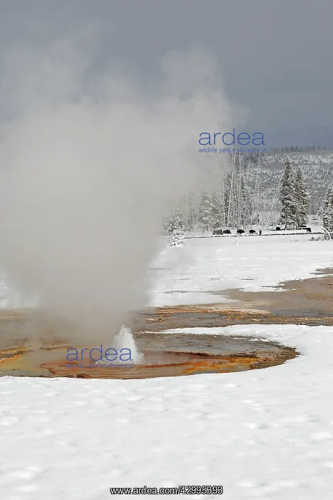 : Geyser - in snow : Geyser - in snow