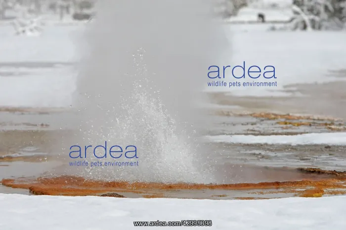 : Geyser - in snow : Geyser - in snow
