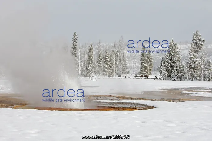 : Geyser - in snow : Geyser - in snow