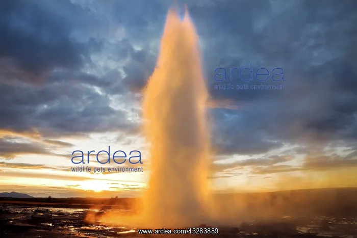 : Geysir Strokkur at sunrise in the geothermal area : Geysir Strokkur at sunrise in the geothermal area