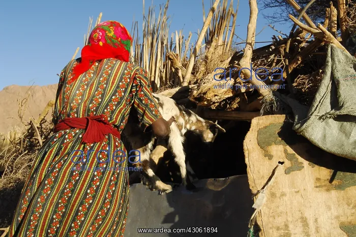 : Ggoat breeder sedentary Tuareg woman Sahara : Ggoat breeder sedentary Tuareg woman Sahara