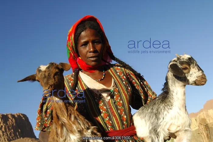 : Ggoat breeder sedentary Tuareg woman Sahara : Ggoat breeder sedentary Tuareg woman Sahara