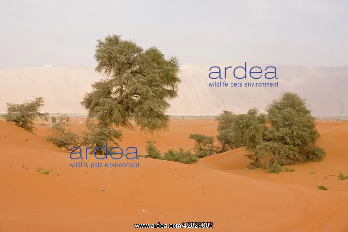 : Ghaf Trees - growing in sand dunes : Ghaf Trees - growing in sand dunes
