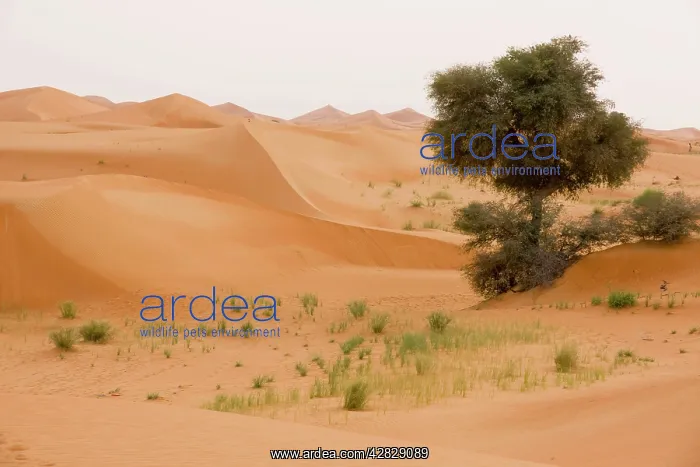 : Ghaf Trees - growing in sand dunes : Ghaf Trees - growing in sand dunes