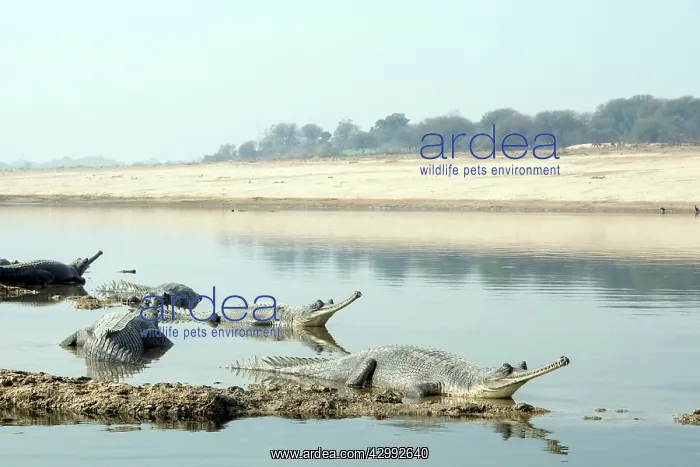 : Gharial (Gavialis gangeticus). group of females - resting on bank in river : Gharial (Gavialis gangeticus). group of females - resting on bank in river
