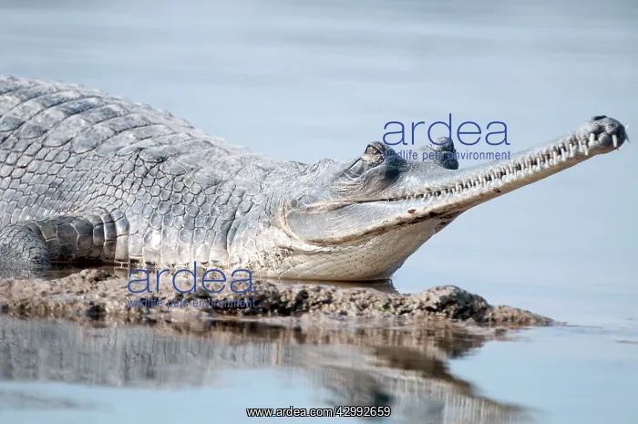 : Gharial (Gavialis gangeticus). close up of female - resting on river bank : Gharial (Gavialis gangeticus). close up of female - resting on river bank