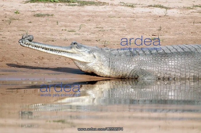: Gharial (Gavialis gangeticus). large male - showing ghara the bulbous tip : Gharial (Gavialis gangeticus). large male - showing ghara the bulbous tip