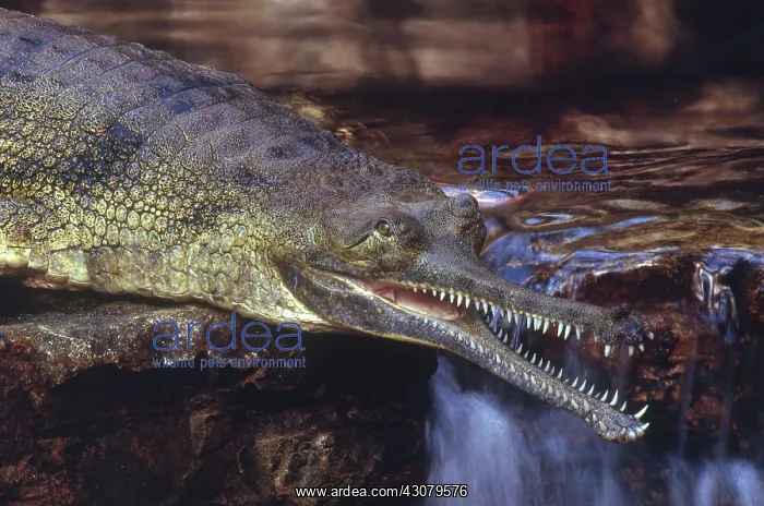 : Gharial (Gavialis gangeticus) waiting to catch fish with its long, narrow snout : Gharial (Gavialis gangeticus) waiting to catch fish with its long, narrow snout