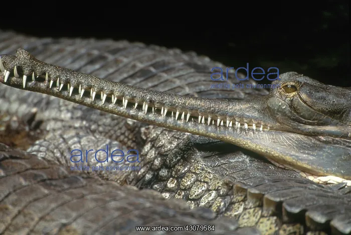: Gharial. Close-up of a gharial or gavial (Gavialis gangeticus), found in northern India : Gharial. Close-up of a gharial or gavial (Gavialis gangeticus), found in northern India