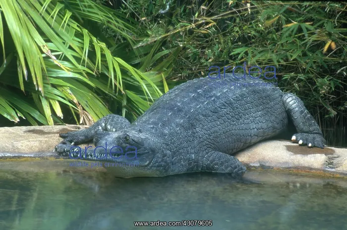 : Gharial. Indian gharial or gavial (Gavialis gangeticus) sliding into the water : Gharial. Indian gharial or gavial (Gavialis gangeticus) sliding into the water