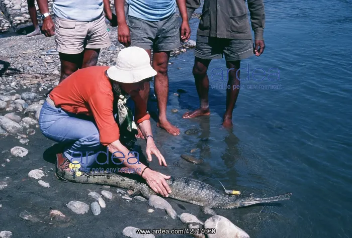 : GHARIAL - fitted with radio receiver : GHARIAL - fitted with radio receiver