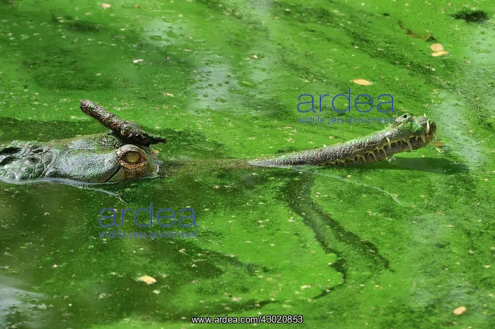 : Gharial / Gavial : Gharial / Gavial