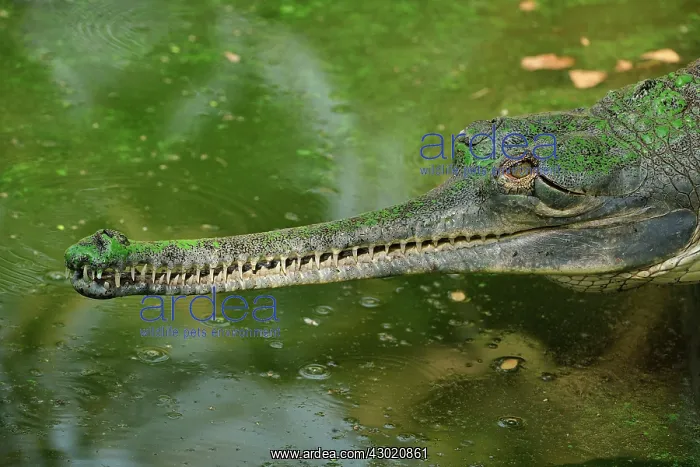 : Gharial / Gavial : Gharial / Gavial